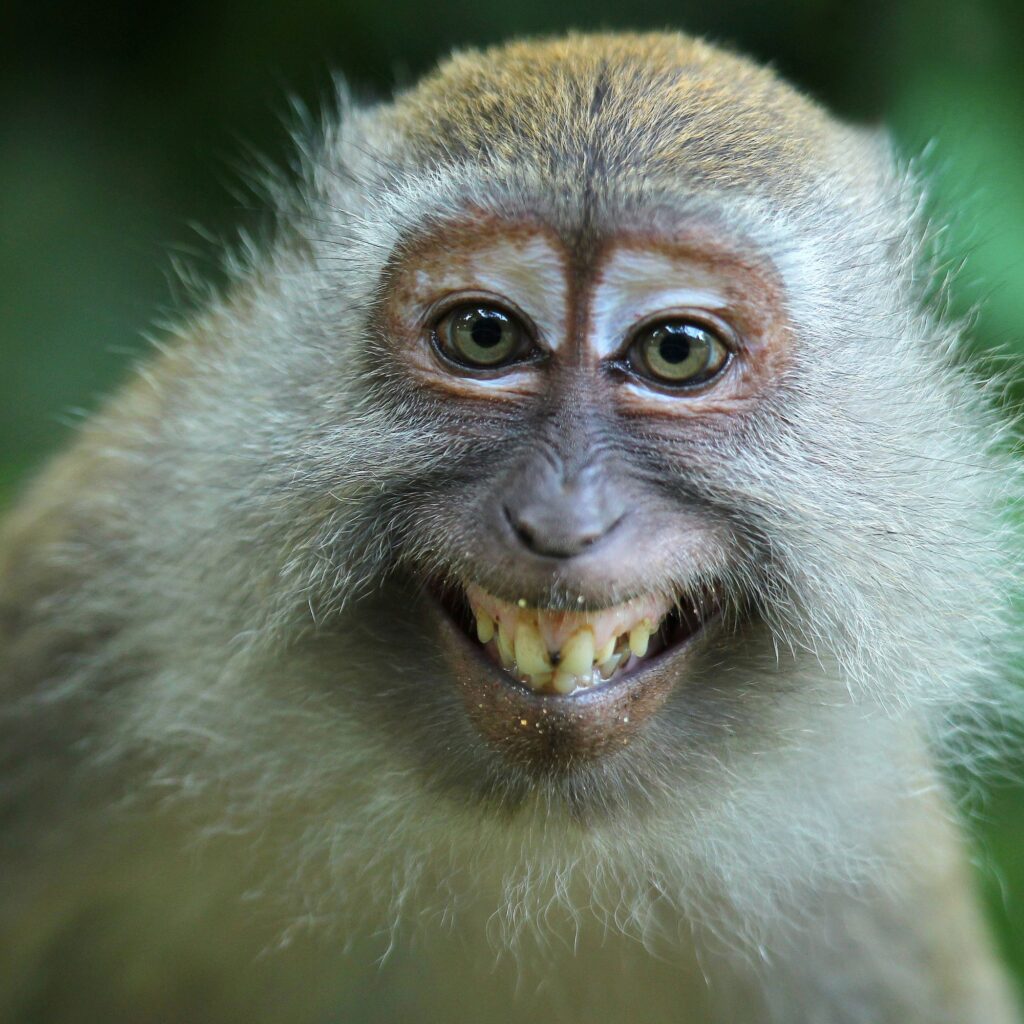 Die Animationsgilde gibt die Ergebnisse der Amtsträger- und Vorstandswahlen bekannt